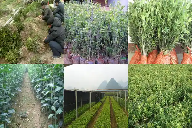 桂花树果子能泡茶吗1682040701021