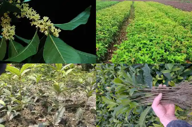 桂花树果子能泡茶吗1682040701069
