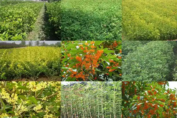 桂花树果子能泡茶吗1682040701117