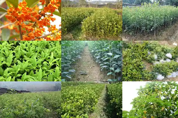桂花树果子能泡茶吗1682040701165
