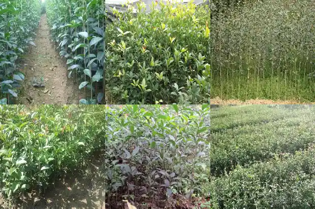 才知道桂花树是有果实的桂花树的果子吗1682040777110