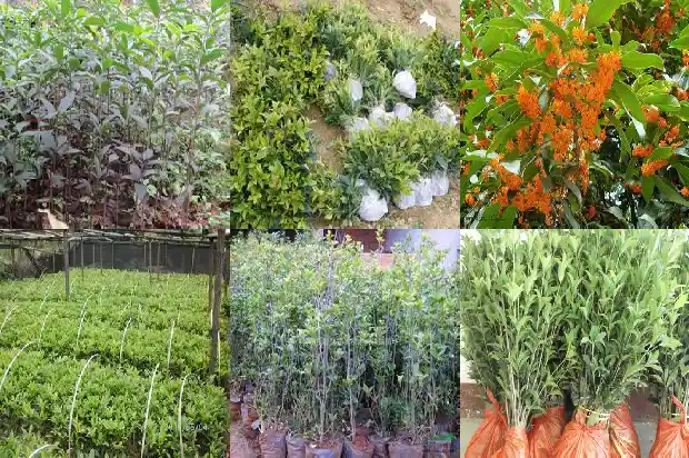 桂花果怎么吃?1682040931550