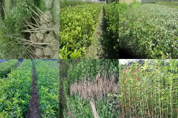 桂花果怎么吃?1682040931645