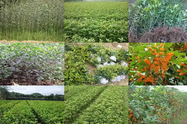桂花果怎么吃?1682040931693