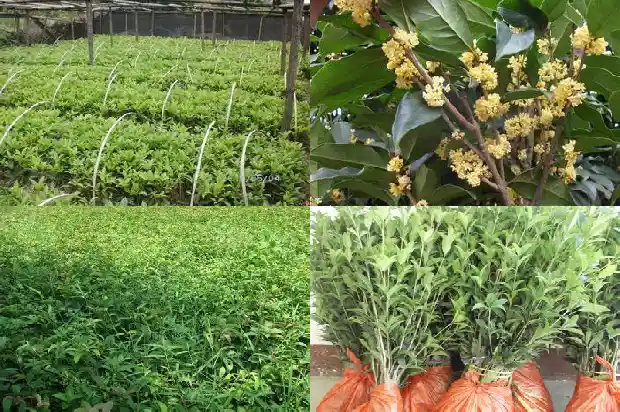 桂花果怎么吃对胃痛的效果好1682041014633