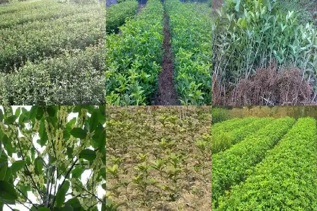 桂花果可以生吃吗1682041094420
