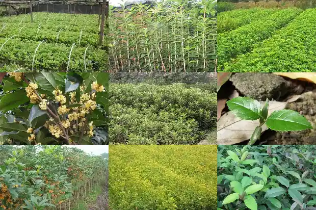 桂花果可以生吃吗1682041094515