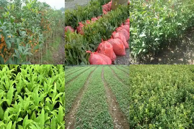 桂花果可以吃吗1682041180855
