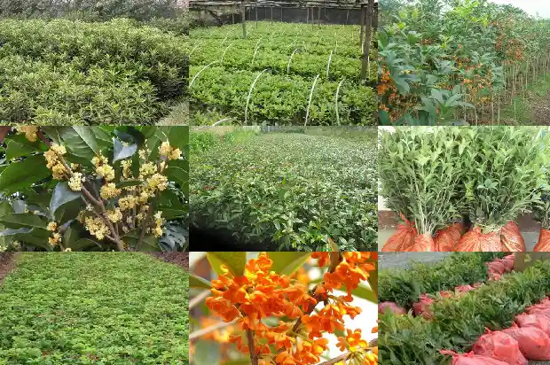 桂花果可以吃吗1682041180903