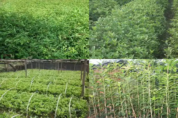 桂花树一般和什么嫁接搭配好1682041259507
