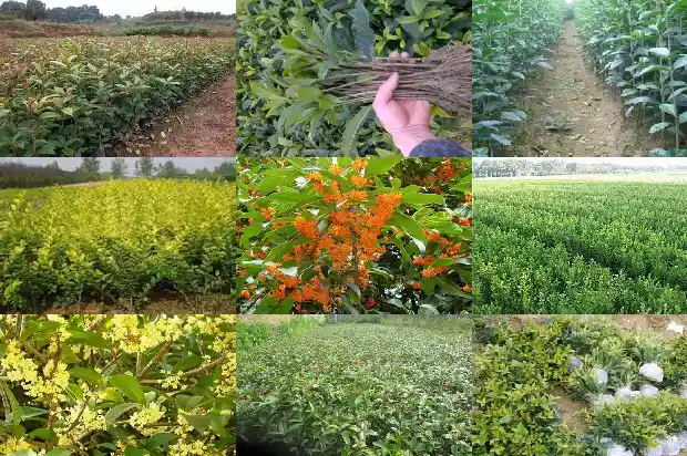 桂花树一般和什么嫁接搭配好1682041259555