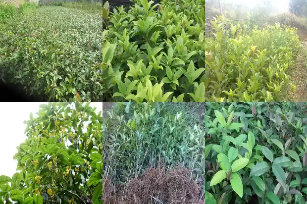 湖北桂花树价格多少1689640567907