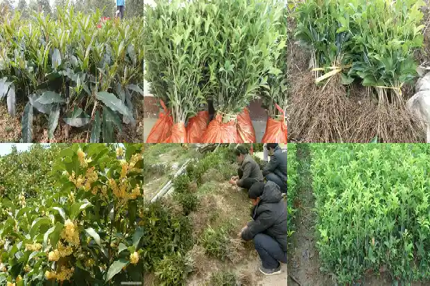 桂花树的果子可以泡酒吗有毒吗1682041529469