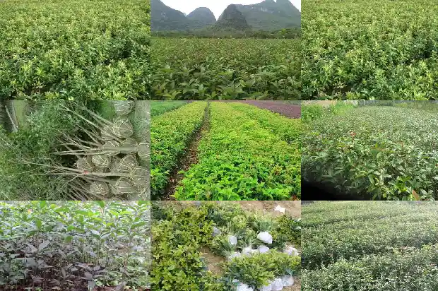 桂花树的果子可以泡酒吗有毒吗1682041529517