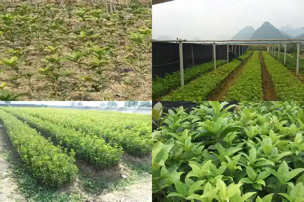 桂花树的果子可以泡酒吗有毒吗1682041529565