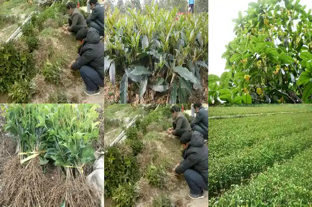 桂花树的果子可以种吗有毒吗1682041612086
