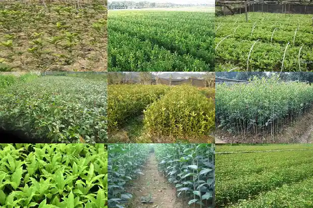 桂花树的果子可以种吗有毒吗1682041612134