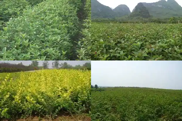 桂花树的果子可以种吗有毒吗1682041612182