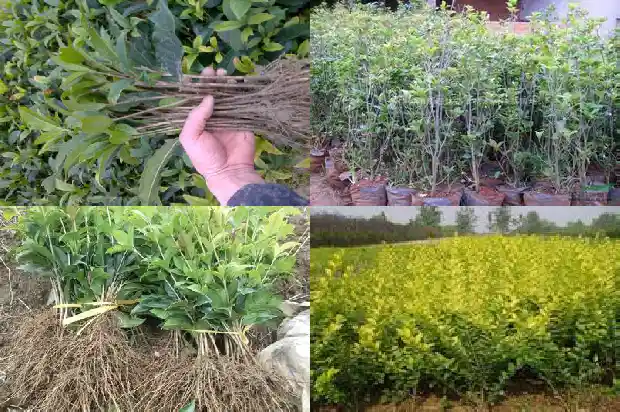 桂花果的作用与用途功效1682041695496
