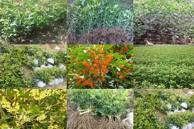 桂花果的作用与用途功效1682041695591