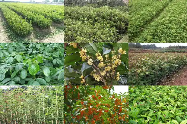 桂花果有什么作用?1682041770322