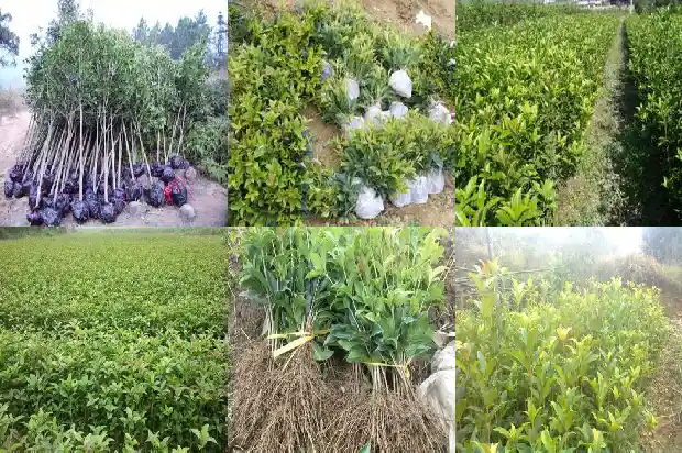桂花果的用途使用方法?1682041853924