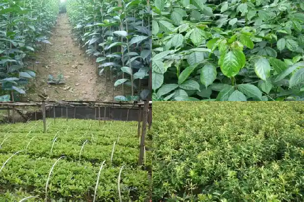 桂花果的用途使用方法?1682041853972