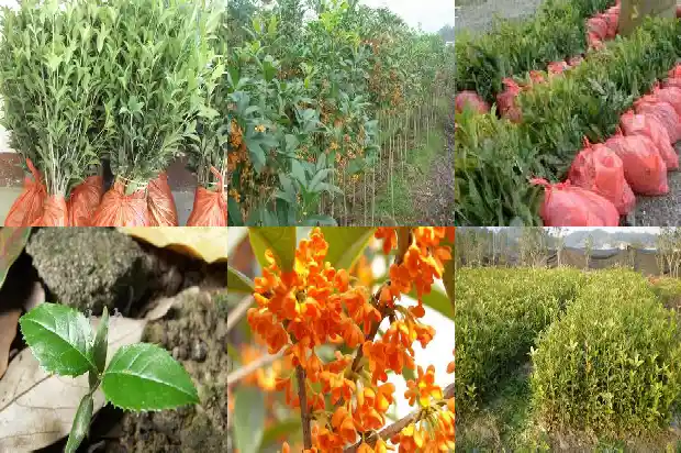 桂花果的用途使用方法?1682041854020
