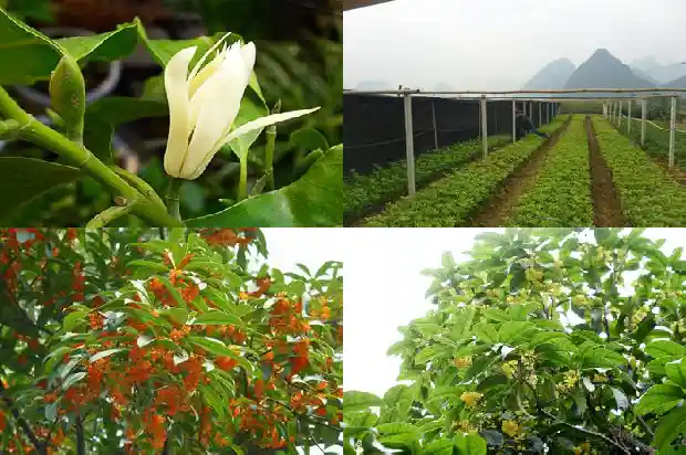 桂花果的用途使用方法?1682041854067