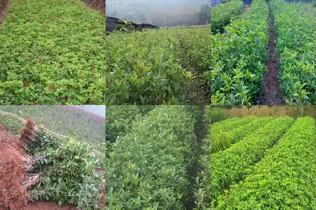 桂花泡茶什么功效最好1689381534780