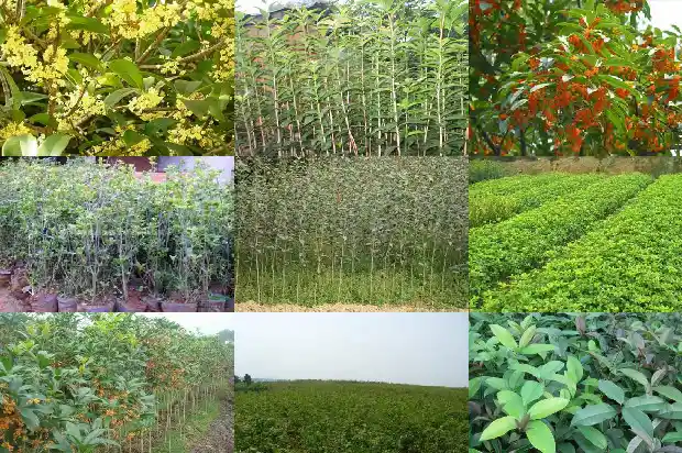 桂花果能起什么作用和功效1682042008400