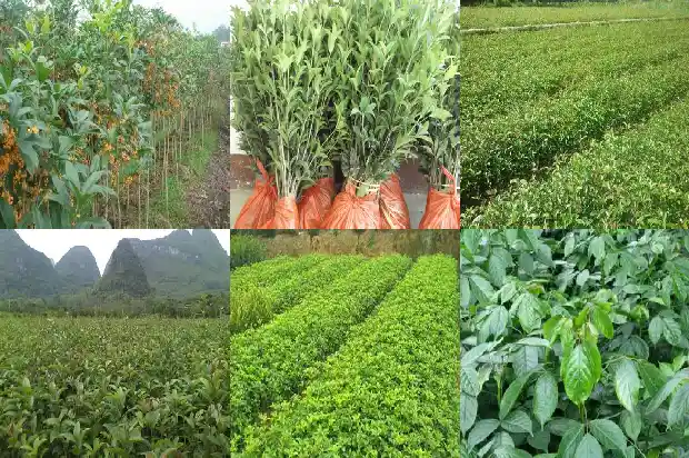 桂花果的妙用与功效1682042173613