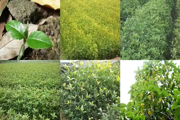桂花果的妙用与功效1682042173661