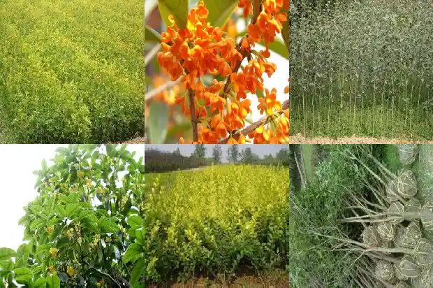 桂花果的妙用与功效1682042173708