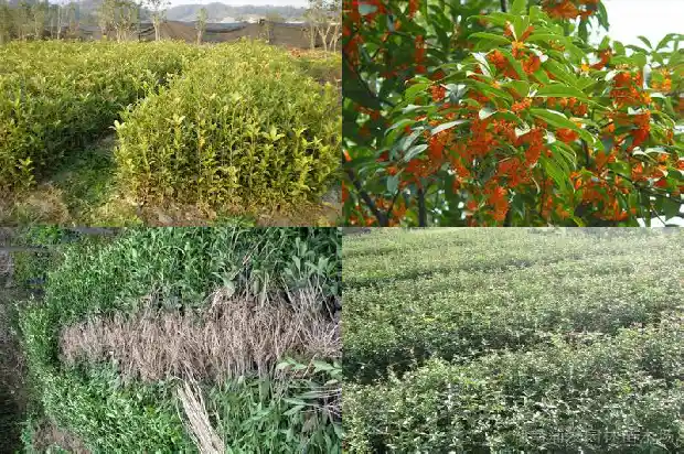 桂花果有什么用处1682042285005