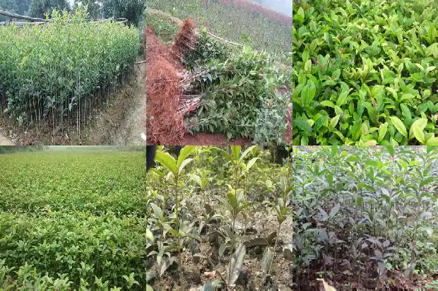 桂花果能种出桂花树吗1682042367816