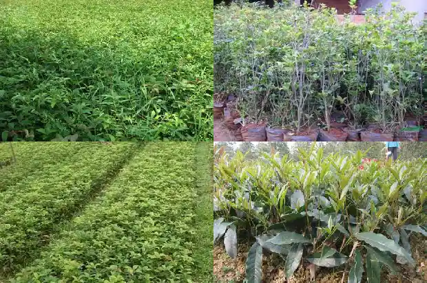 桂花果能种出桂花树吗1682042367864