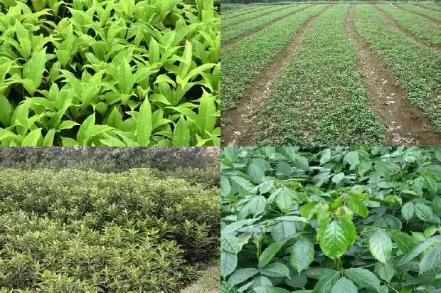 桂花果能种出桂花树吗1682042367912