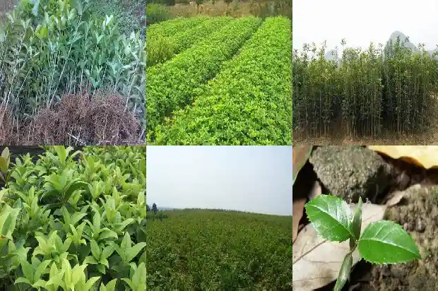 玫瑰加桂花泡水有什么功效1689381626583