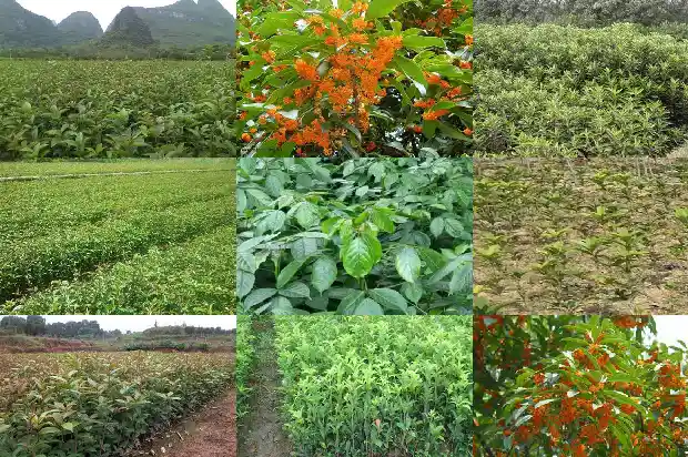 桂花树结果子吗有用什么用1682042528917