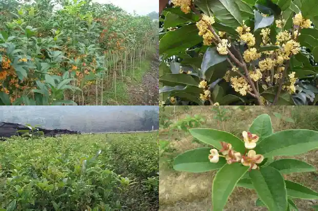 桂花树结果子吗有用什么用1682042528964