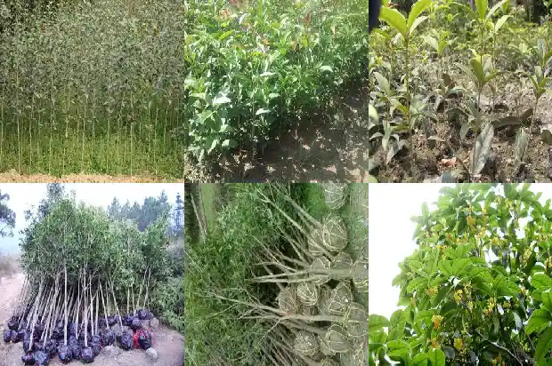 桂花树结果子吗有用什么用1682042529011