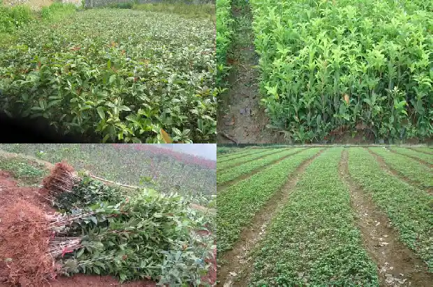 桂花树结果子吗有用什么用1682042529058