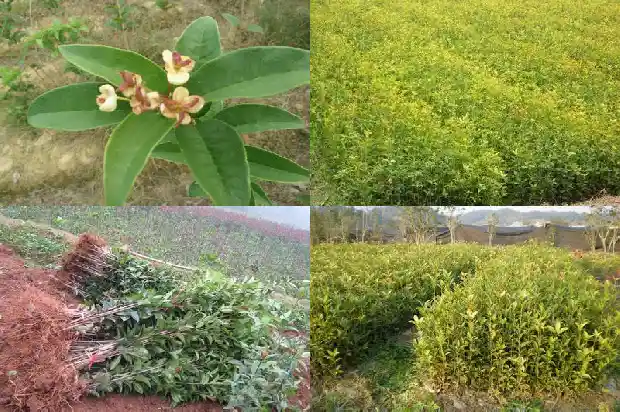 桂花树果可以种吗1682042596734