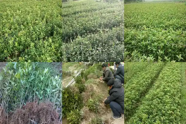 桂花树有果子吗能吃吗1682042662485