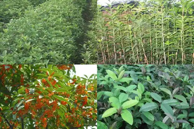 几十年的桂花树突然枯萎了什么原因1682042851099