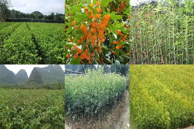 几十年的桂花树突然枯萎了什么原因1682042851147