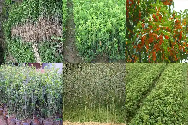 桂花果有没有毒1682042908912