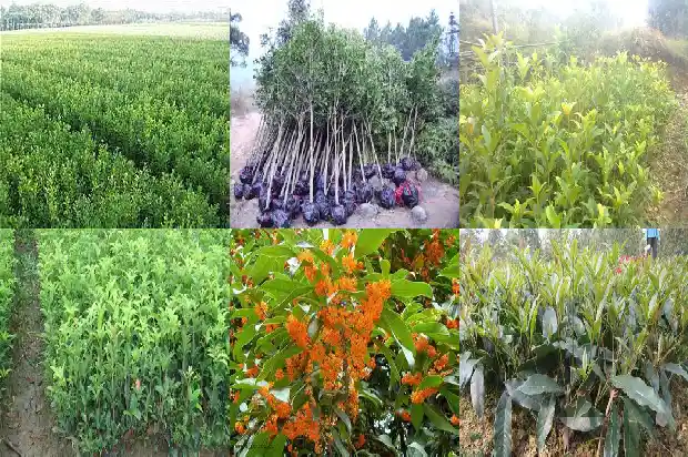 桂花果有没有毒1682042908960