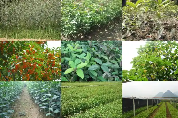 桂花果有没有毒1682042909008